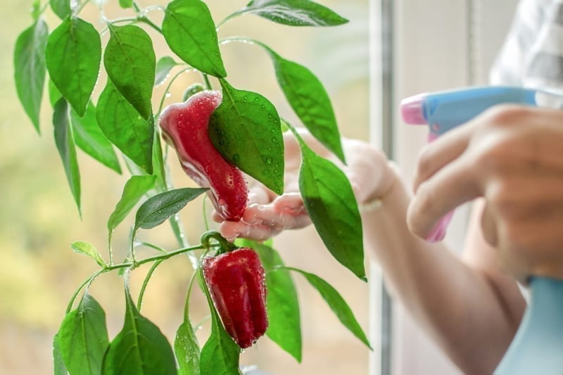 Woman's hands spraying of red bell pepper