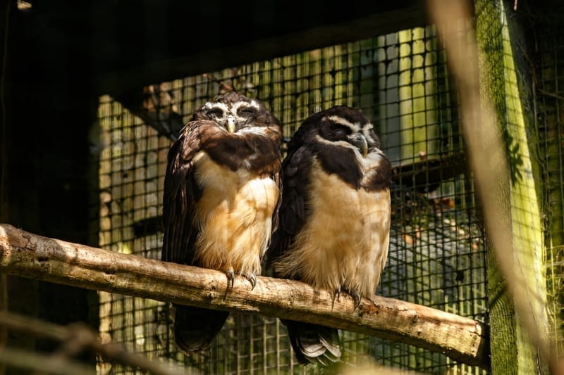 Large tropical Spectacled Owl Pulsatrix perspicillata on a branch in enclosure.