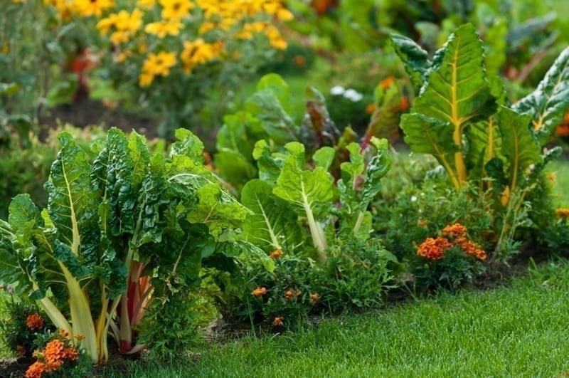 A closeup of a healthy lawn garden