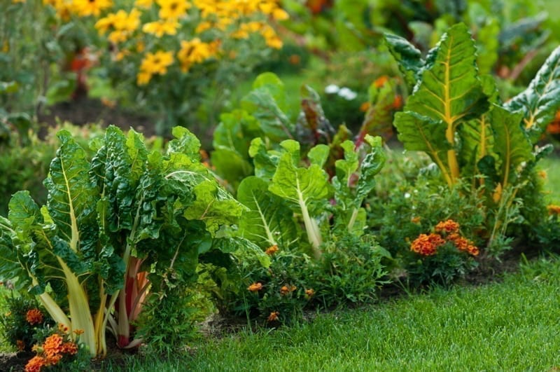 A closeup of a healthy lawn garden 