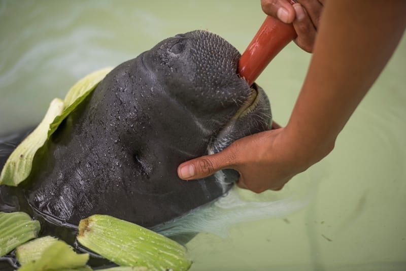 Amazonian manatee