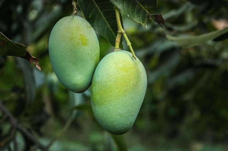 Mangoes on the trees 