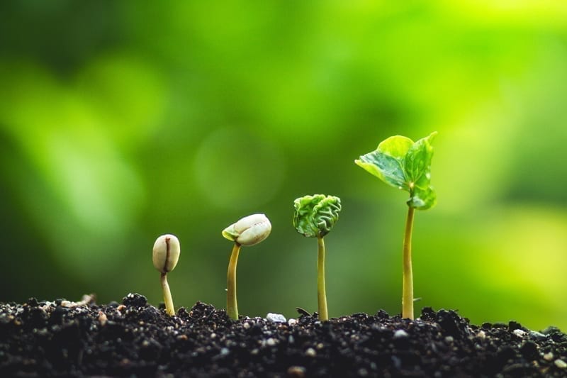 Planting trees