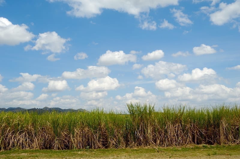 Sugar cane field from the Dominican Republic. dominican republic economy