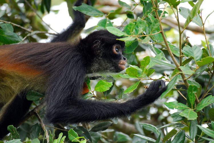 Spider monkey