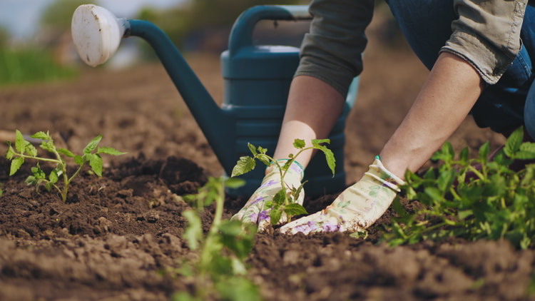 Farmer hands planting to soil tomato seedling in the vegetable garden. On the background a watering can for irrigation.