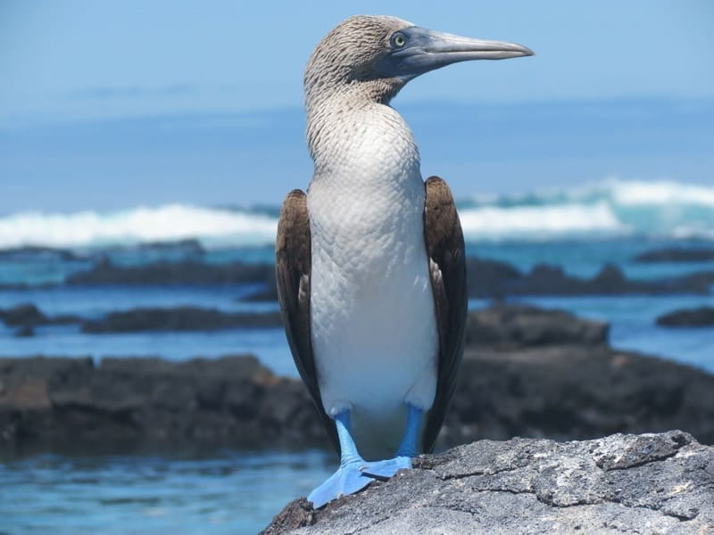 A blue-footed booby