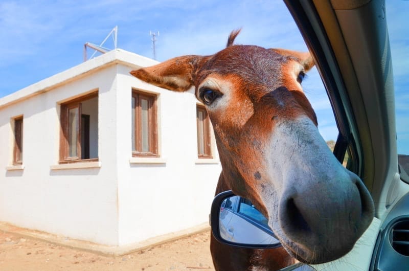 Wild brown donkey with his had in opened car window in Northern Cyprus.