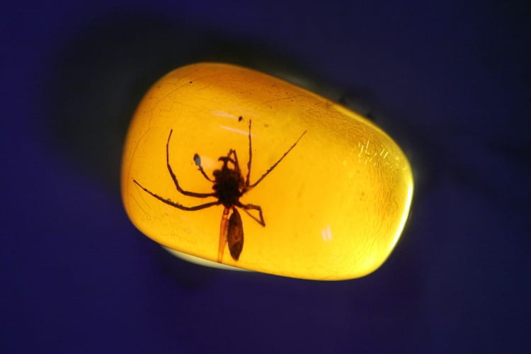 Dominican amber with insects in the museum Mundo del Ambar in Santo Domingo, Dominican Republic