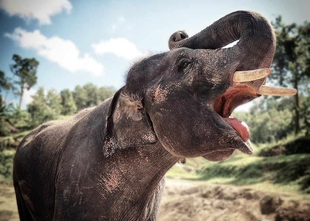 Asian elephant