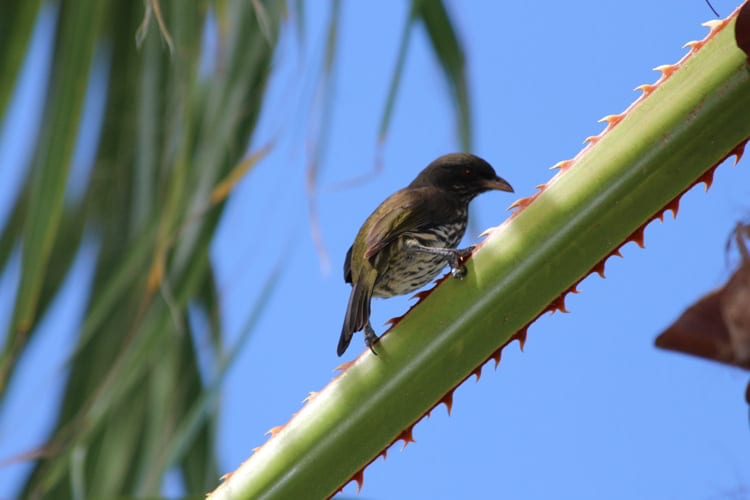 A palmchat bird sitting on a green branch in the Dominican Republic