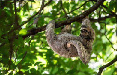 A sloth hanging off a tree