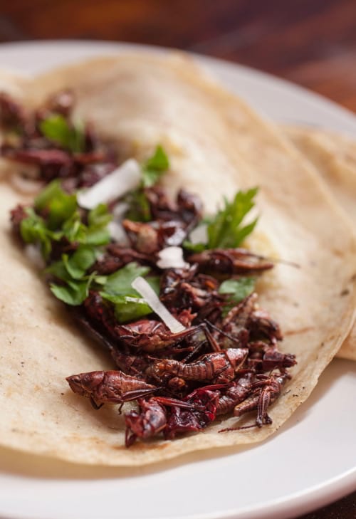 Chapulines or Grasshopper Taco