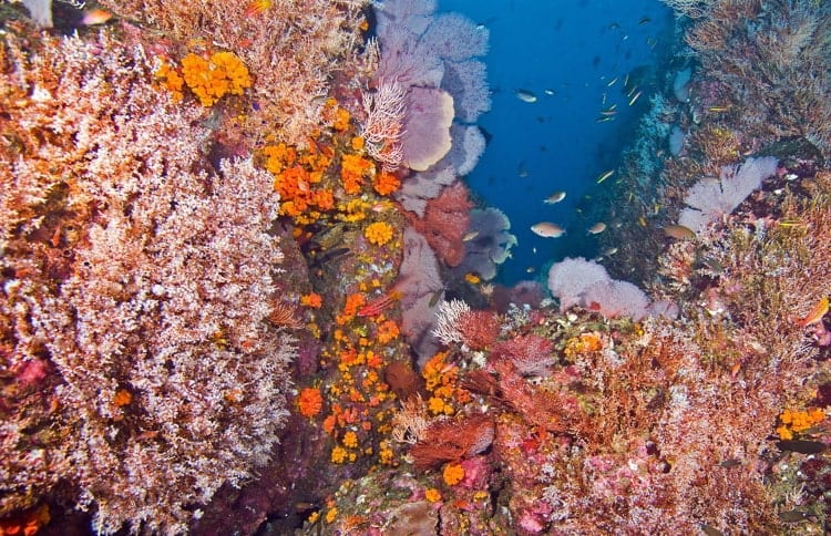 Corals in Coiba, Panama