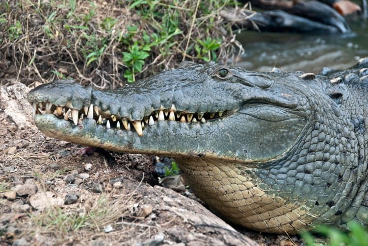 Tito is a saltwater crocodile that lives in Coiba, Panama