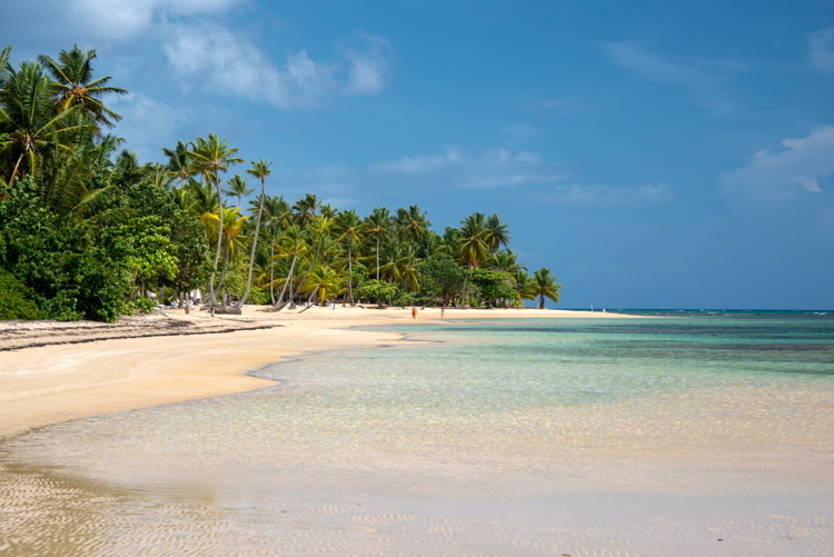 Mangrove trees grow on the beach in crystal clear tropical water in Las Terrenas beach, Dominican Republic