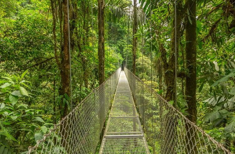 Suspended bridge at natural rainforest park, Costa Rica. climate in costa rica