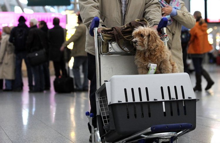 A person walks past passengers waiting in line with a dog at the airport