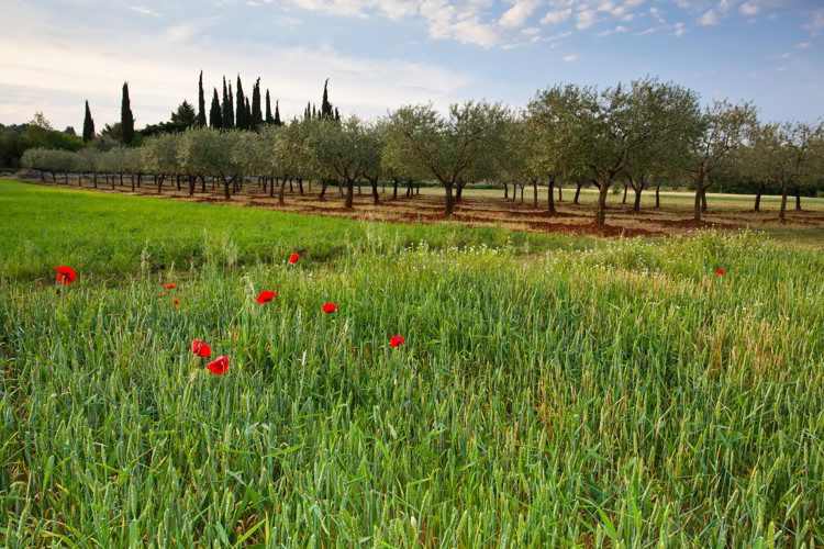 Springtime Poppies in the crops in Istria, Croatia