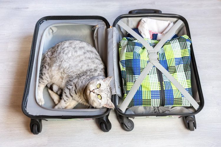 Silver tabby cat lying in packed suitcase on floor