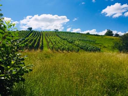 Beautiful vineyards in Arbois