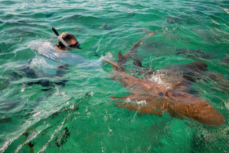 A man swimming with sharks in Belize