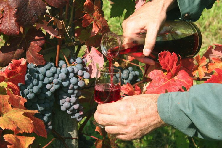 Pouring red wine in vineyard