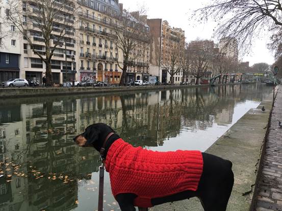 Bella the dog on a red sweater looking at the Canal St. Martin in Paris 