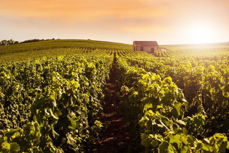 Champagne Vineyards at sunset, Montagne de Reims, France