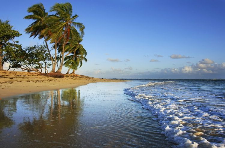 White sand beach, palm trees, and bright blue skies in Las Terrenas beach