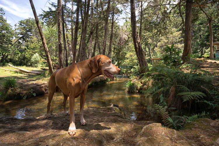 Hiking with dog in Arvi park a popular place in the proximity of Medellin Colombia