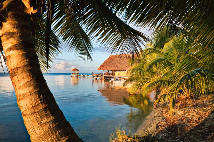 Palm tree and thatched roof hut on beach in Placencia, Belize