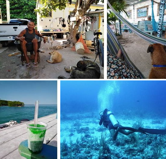 Several pictures incluing a man sitting next to dogs, a hammock with a dog, a green smoothie next to a blue sea, and a person scuba diving