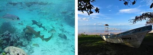 Sharks in Belize to the left and a boat in a beach to the right
