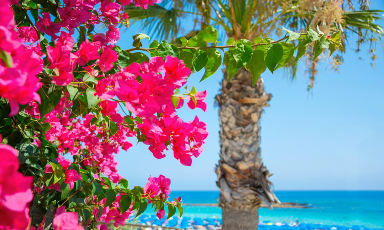 Bright pink flowers and sea views on the coast