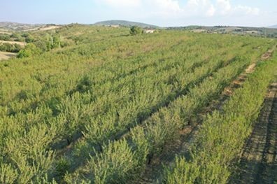 An almond farm