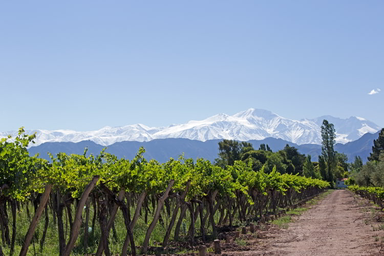 A Vineyard in Mendoza, Argentina