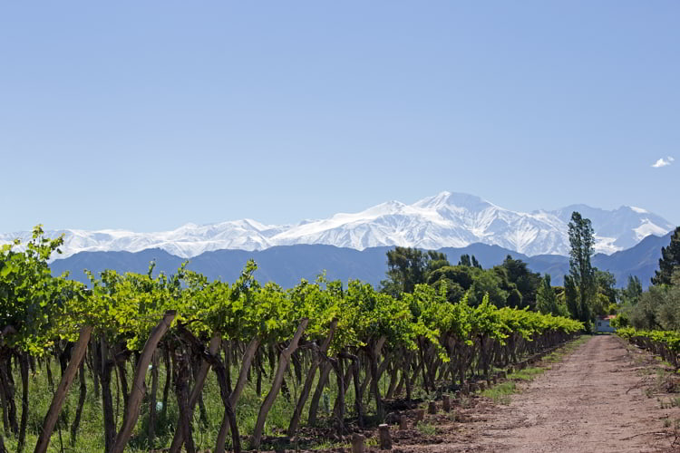 A Vineyard in Mendoza, Argentina. upgrade lifestyle