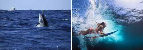 A black marlin to the left and a person surfing to the right. Examples of sports you can do in Panama