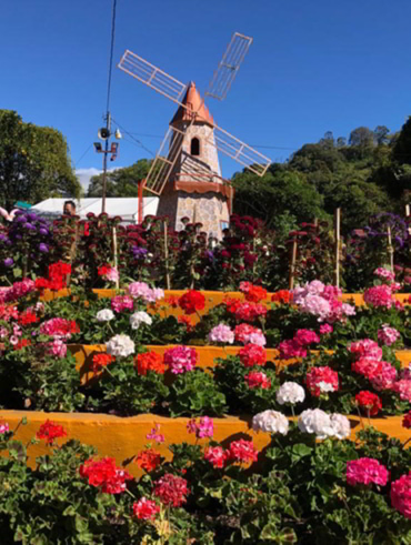 Flowers in Boquete, Panama