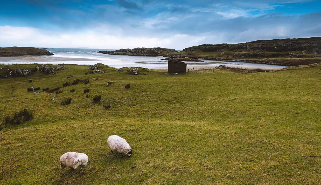 The American Dream Of Ireland - Vimarsana News