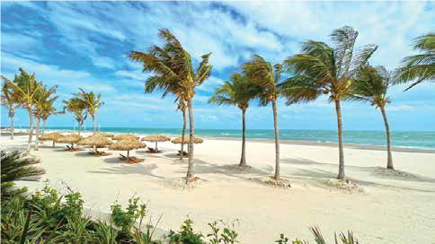 A white sand beach with palm trees in Ceará, Brazil