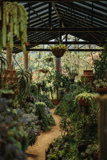 Botanical pathway in Puerto Vallarta