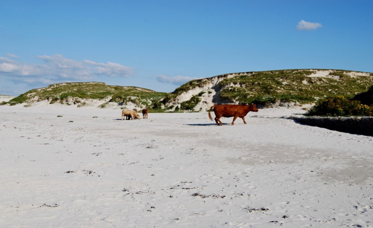 A cow walking in Galway’s Dog’s Bay beach