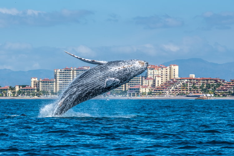 Breaching Humpback in front of Marina Vallarta