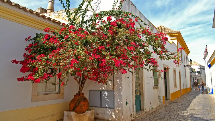 Beautiful red flowers in a house in Faro, Portugal