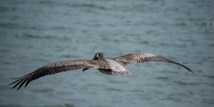 Pelican at Coiba Island Panama
