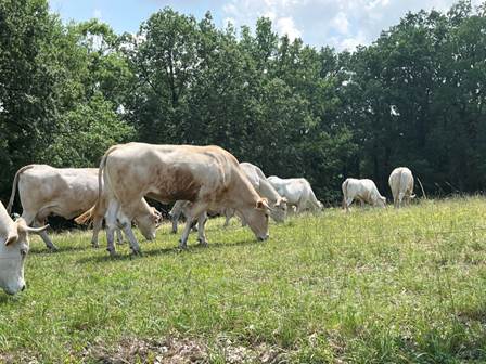 The Aquitaine Blond breed of beef cattle