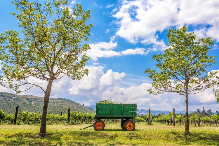 Savoring A Colombian Winery Resort Adventure For Just US$35 - Vimarsana News