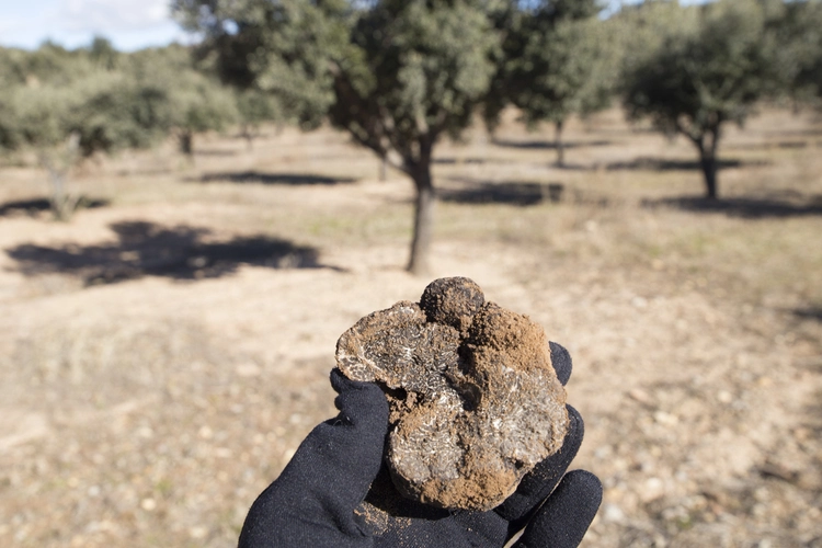 Hunter Of Wild Truffles With One In His Hand In Teruel Aragon Spain